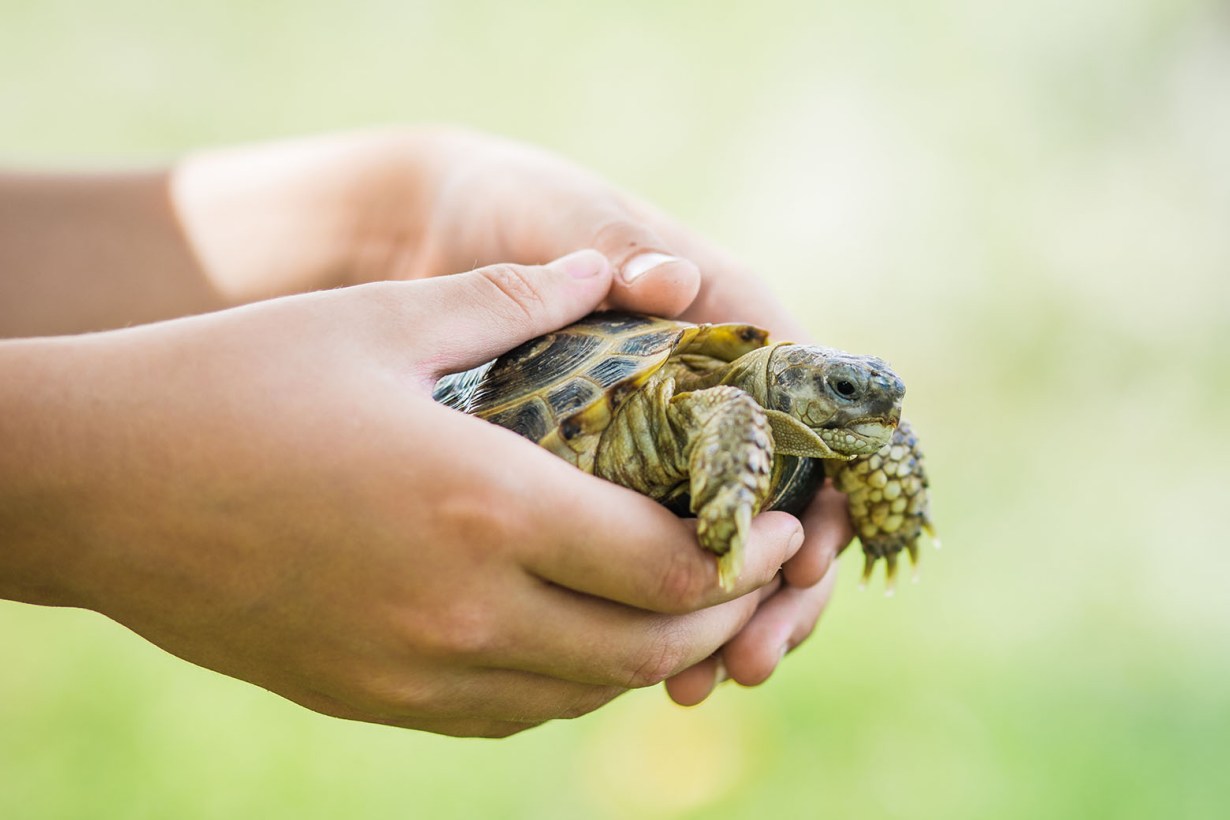 tortoise food