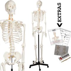 Axis Scientific Human Skeleton Anatomy Model