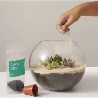 The Sill DIY Terrarium Kit